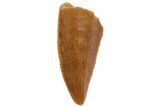 Serrated, Raptor Tooth - Real Dinosaur Tooth #80075-1